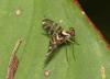315721 – Photo : walter zoccarato – Guyane française